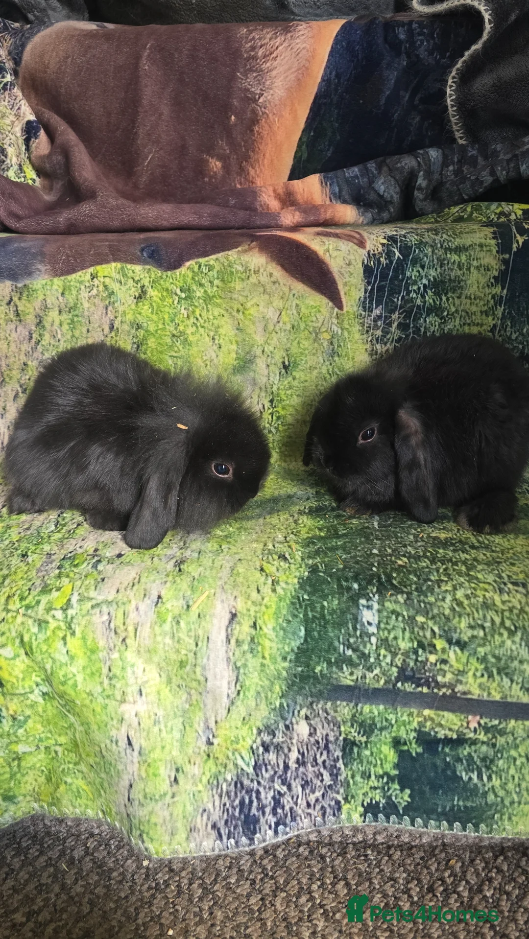 Mini Lop rabbits for sale: Mini Lop Baby Rabbits - Advert 2