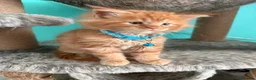 Maine Coon cats for sale: Beautiful Maine Coon Kittens – Ready to Reserve - Advert 21