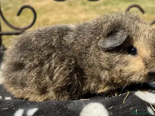 Guinea Pig rodents Guniea pigs - Advert 1