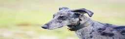 Lurcher dogs for stud: Collie Whippet Greyhound - Moss For Stud - Advert 4