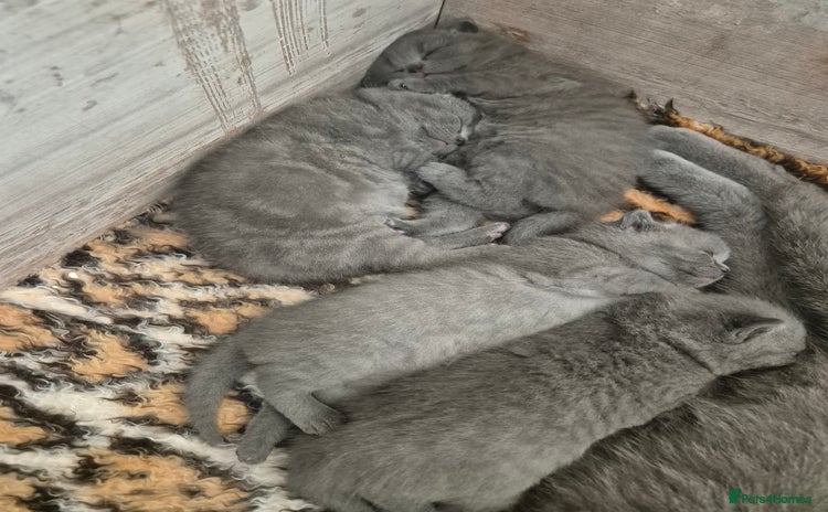 British Shorthair cats - Advert 16