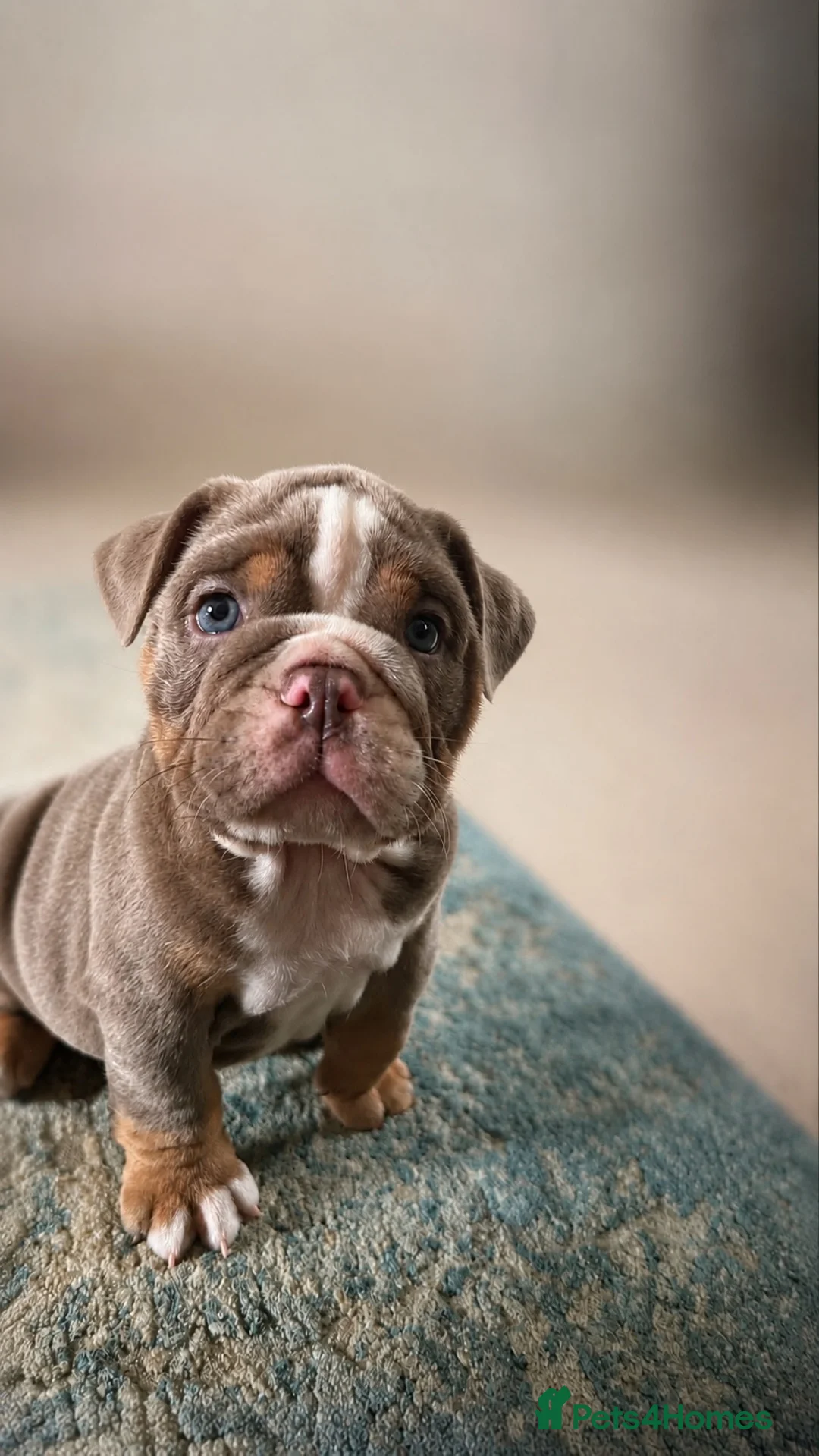 English Bulldog dogs for sale: Last female lilacs English Bulldog  - Advert 1