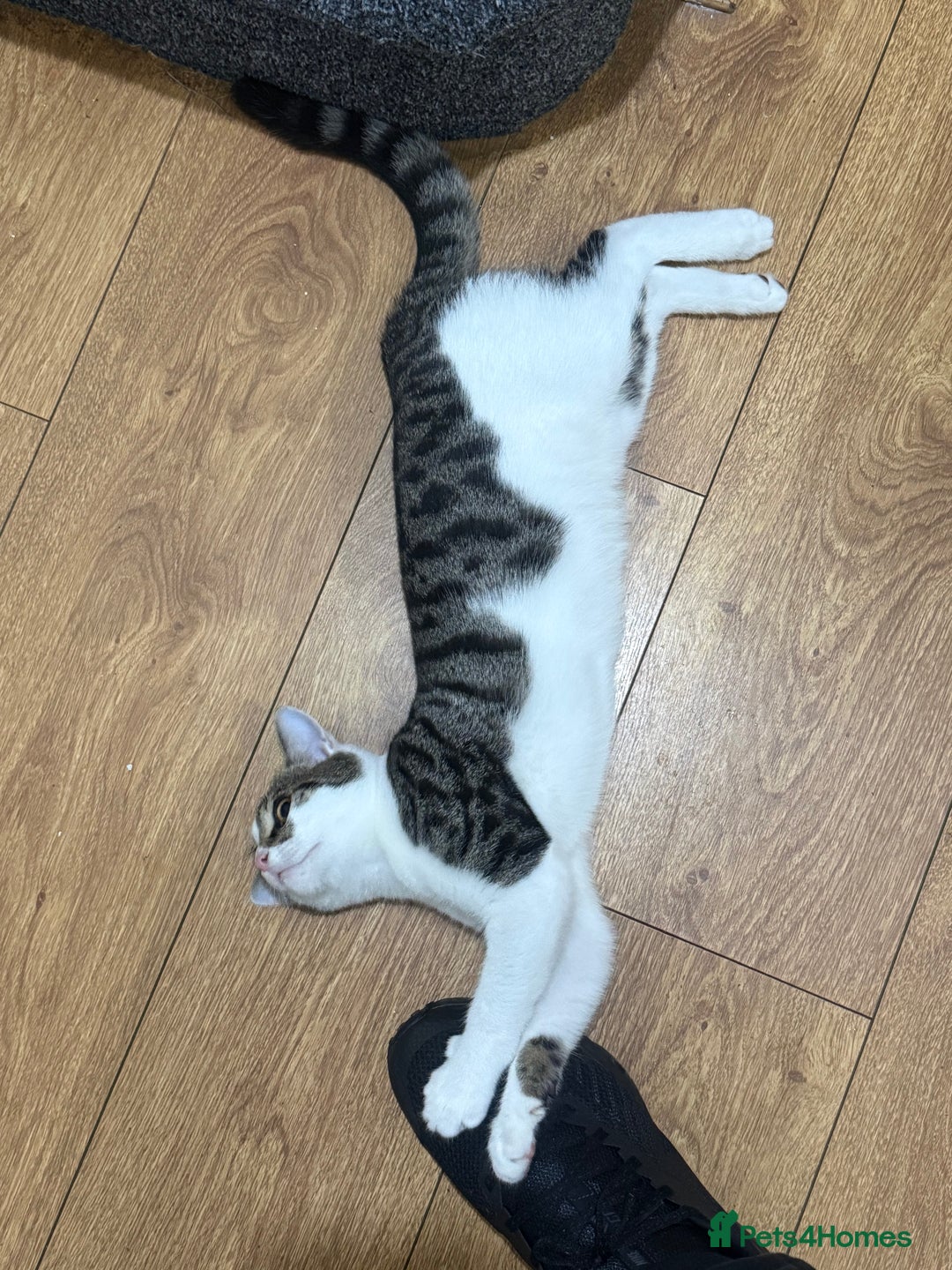 Asian cats for sale: blues  - Advert 7