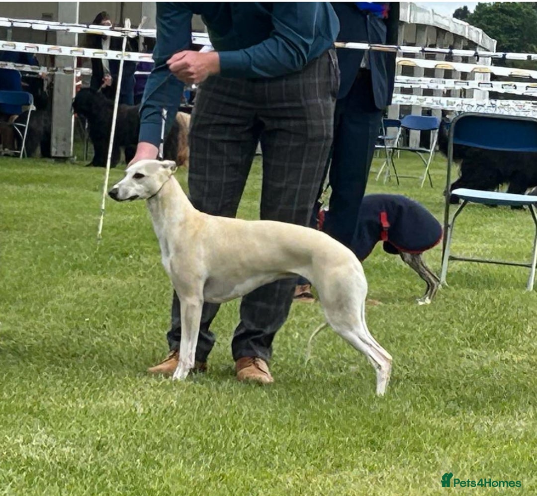 Whippet dogs for sale: Beautiful whippet pups available  - Advert 3