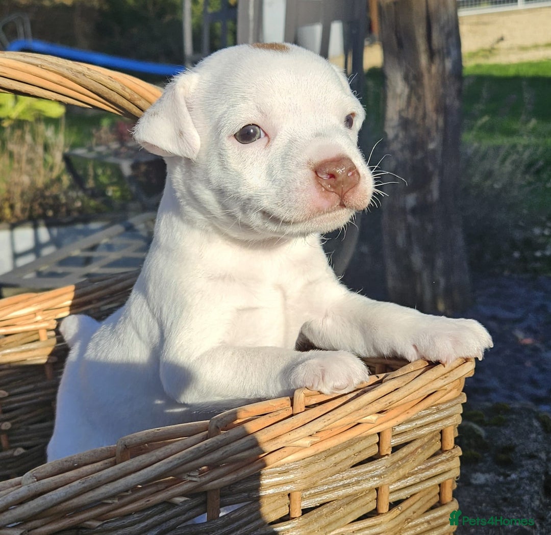 Jack Russell dogs for sale: Tremendous JRT boys  - Image 8
