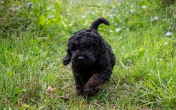 Cavapoo dogs for sale: F1B Cavapoo waiting list  - Image 4