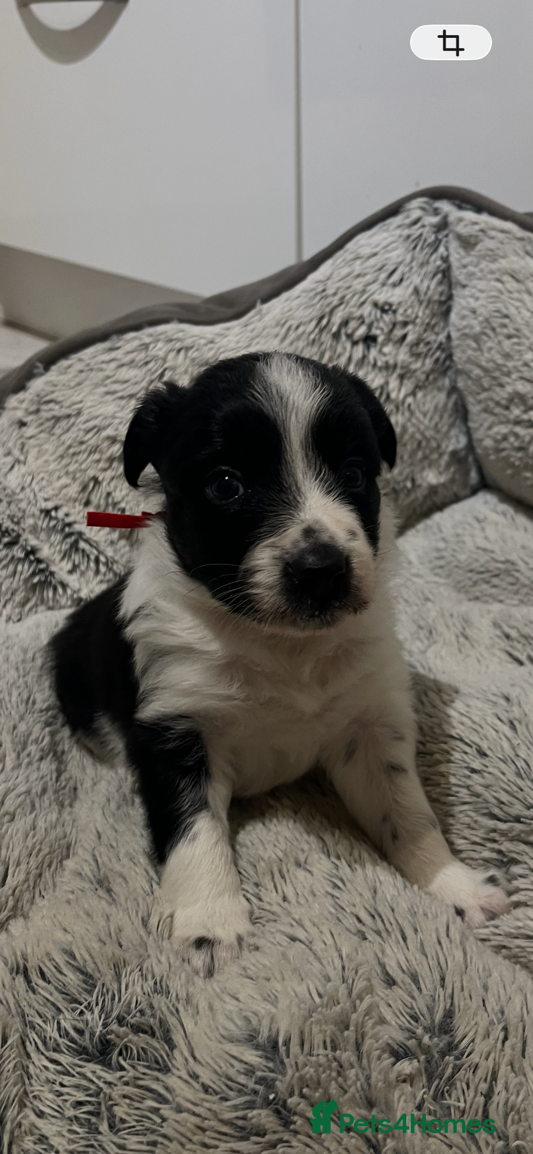 Border Collie dogs for sale: Traditional Border Collie puppies - Newport - Advert 2