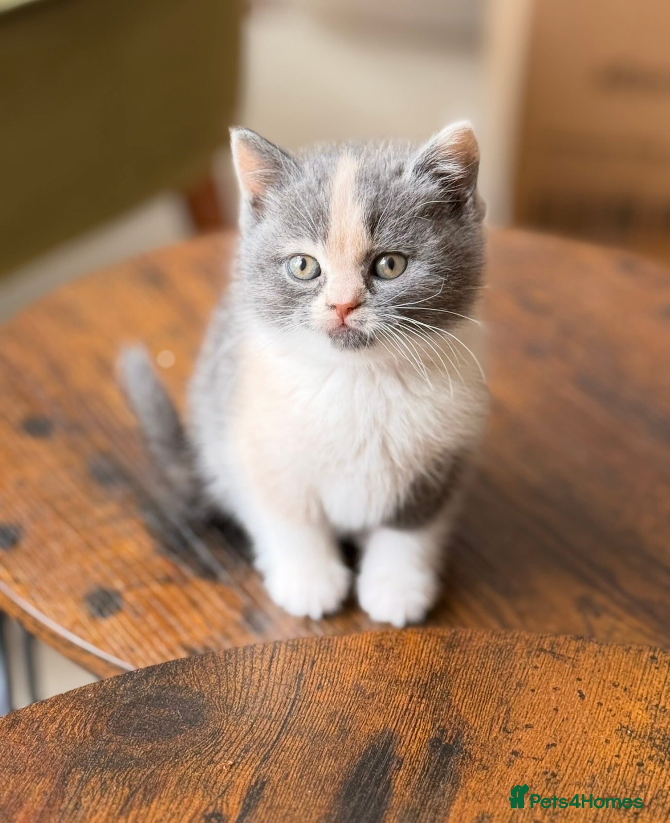 British Shorthair cats  Beautiful British Shorthair Kittens ✨🐾 - Advert 12