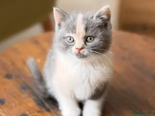British Shorthair cats Beautiful British Shorthair Kittens ✨🐾 - Advert 5