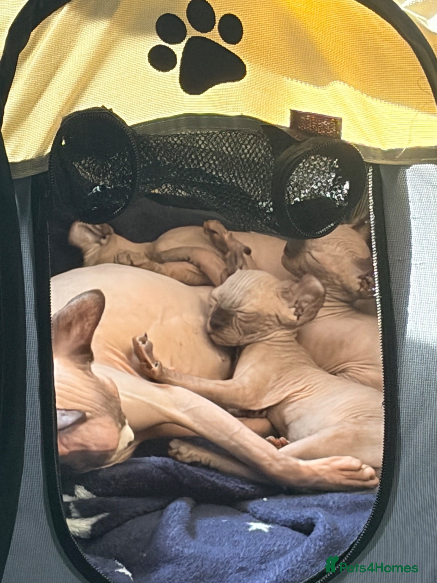 Sphynx cats All girls Sphynx kittens - Advert 16