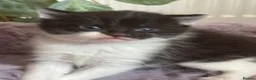 Mixed Breed cats for sale: Fluffy black and white kittens  - Advert 10