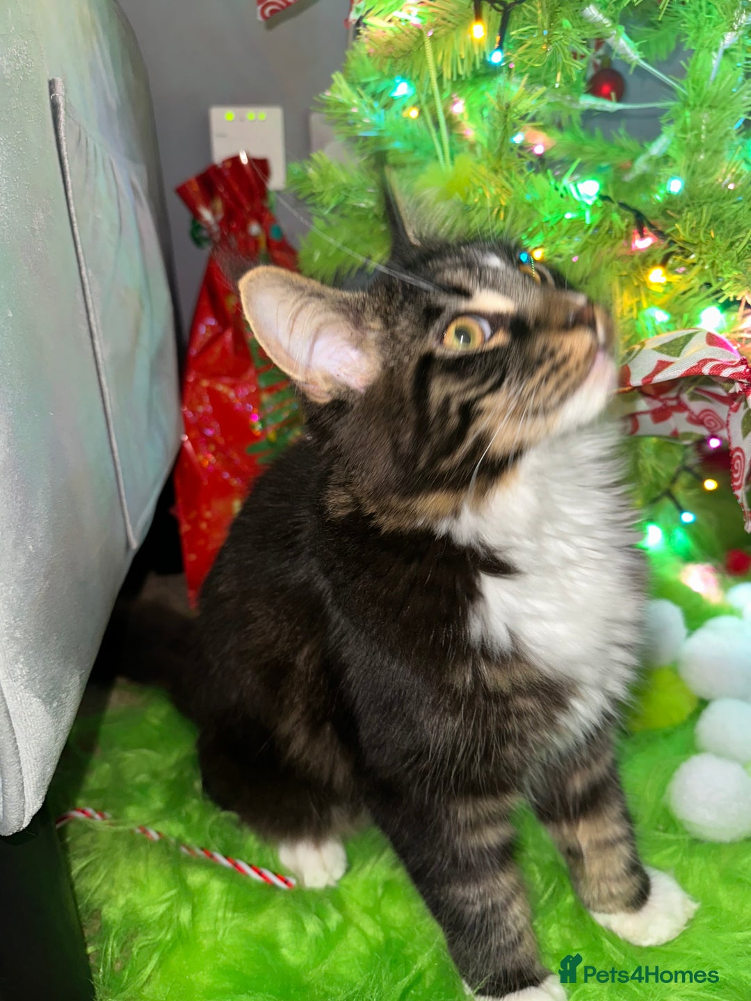 Maine Coon cats for sale: Xl mainecoon kittens dad is Xl very big boy  - Advert 9