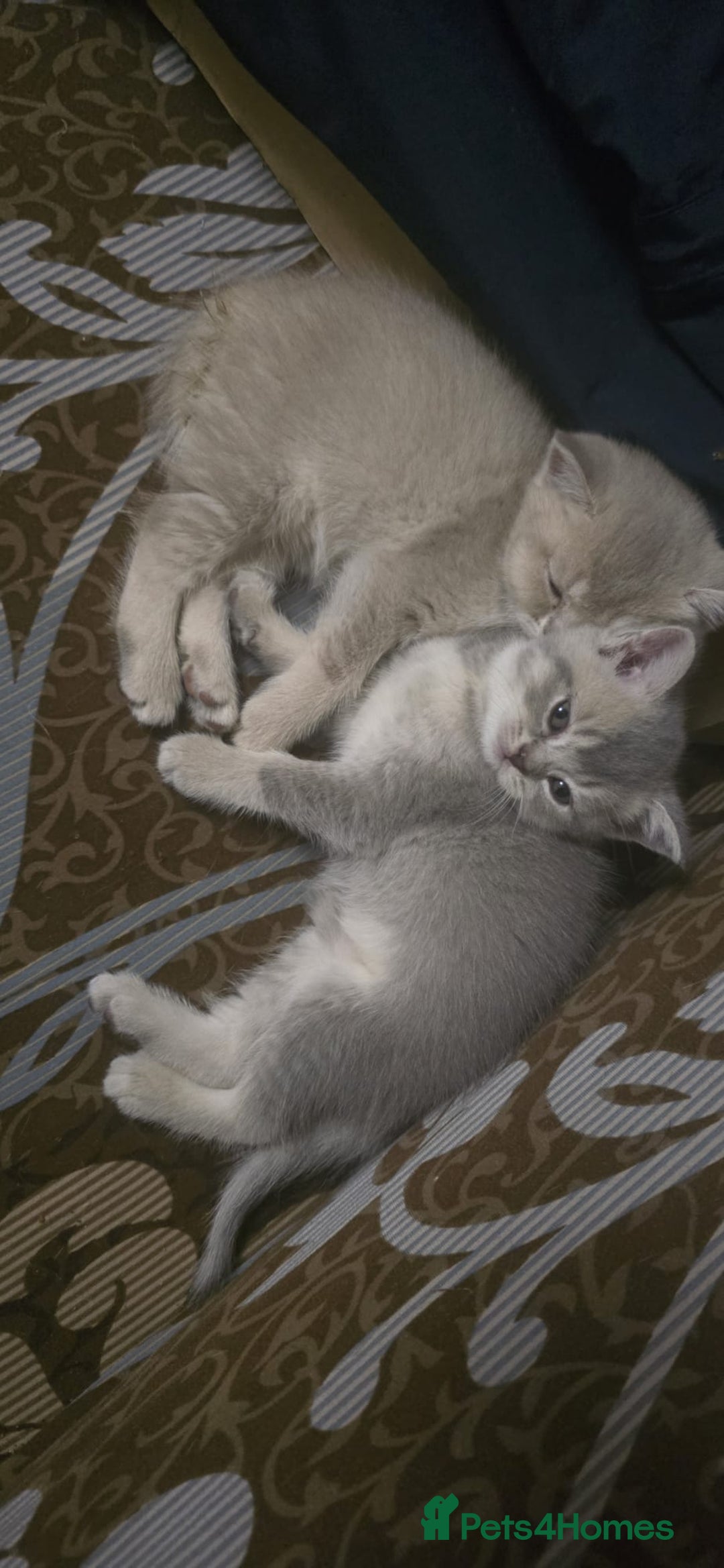 Scottish Fold cats for sale: Ready to leave cute kittens  - Image 6