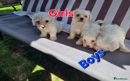 Maltese dogs for sale: Maltese puppies  - Image 1