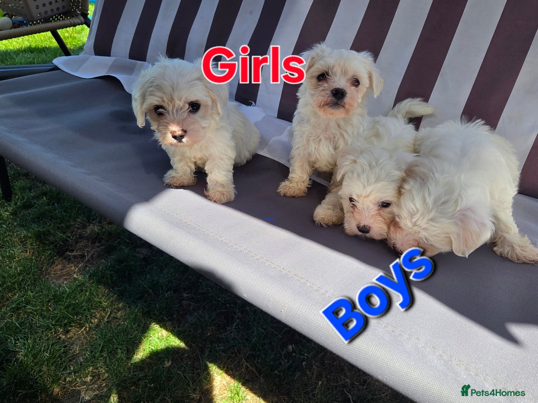 Maltese dogs for sale: Maltese puppies  - Image 1