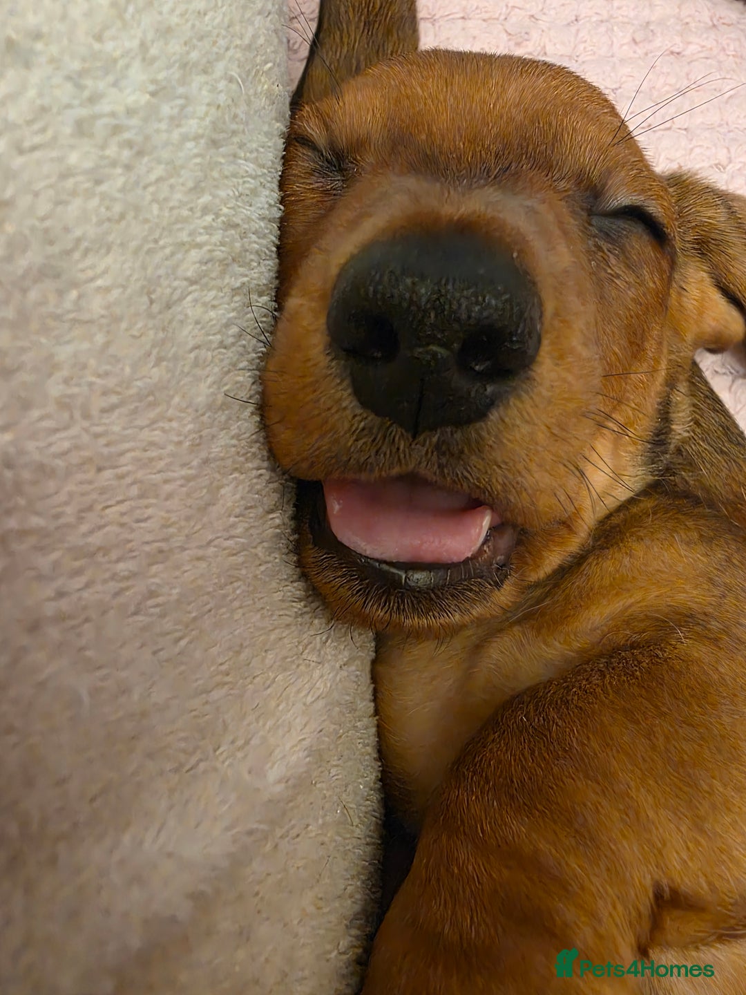 Miniature Dachshund dogs for sale: Miniture dashaunds  - Advert 17