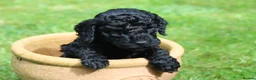 Cockapoo dogs for sale: F1B Cockapoo puppies… **4 still available** - Advert 25