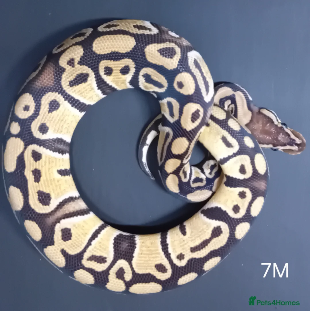 Python Snake reptiles for sale: Royal Python Hatchlings Males various morphs  - Advert 2