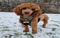 Miniature Poodle dogs for stud: ✅️DNA Test Red KC Miniature Poodle Stud Manchester in Manchester - Image 4