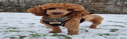 Miniature Poodle dogs for stud: ✅️DNA Test Red KC Miniature Poodle Stud Manchester in Manchester - Advert 4