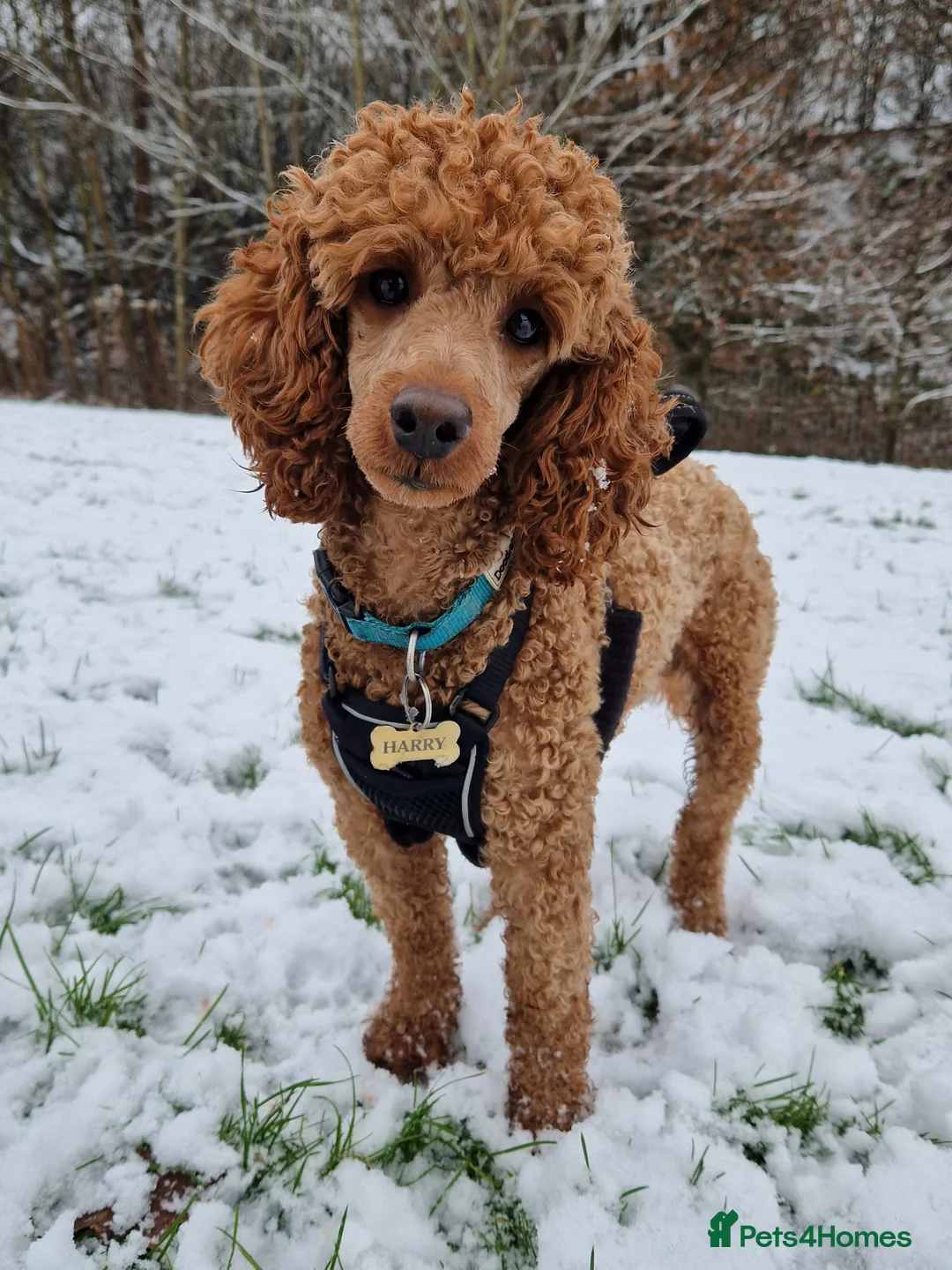 Miniature Poodle dogs for stud: ✅️DNA Test Red KC Miniature Poodle Stud Manchester in Manchester - Advert 4