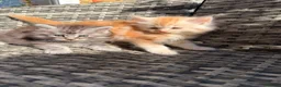 Maine Coon cats for sale: Gorgeous MaineCoon Kittens - Advert 6