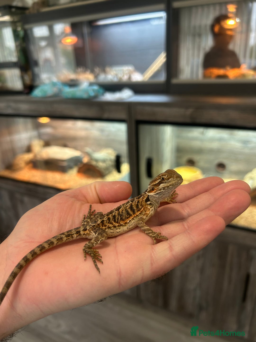 Bearded Dragon reptiles for sale: 60 Baby bearded dragons - Image 18