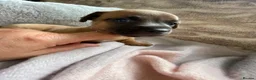 Jack Russell dogs for sale: Much Wenlock Rare Colour Jack Russell Pups Merle - Advert 19