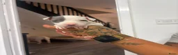 Staffordshire Bull Terrier dogs for sale: Puppys puppys puppys - Advert 20