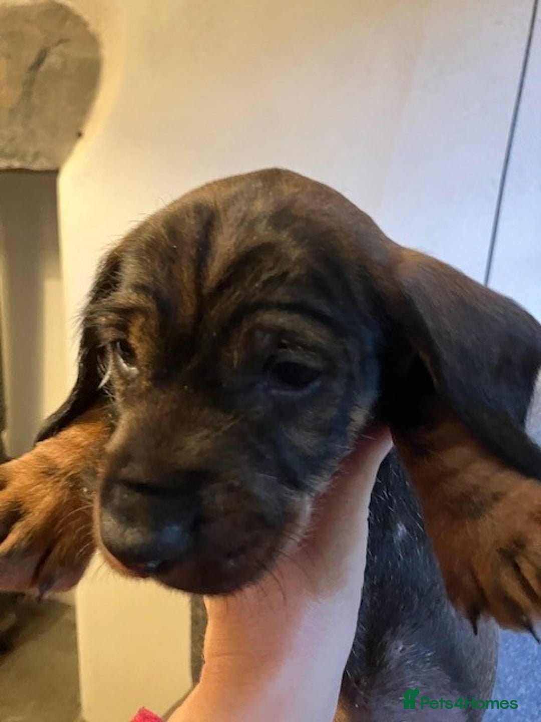 Dachshund dogs for sale: KennelClub Registered WireHaired Dachshund Puppies - Advert 10
