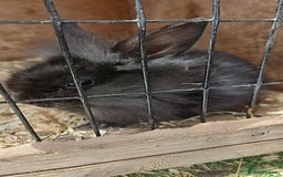 Lionhead rabbits for sale: Lion heads in Wigan - Image 25