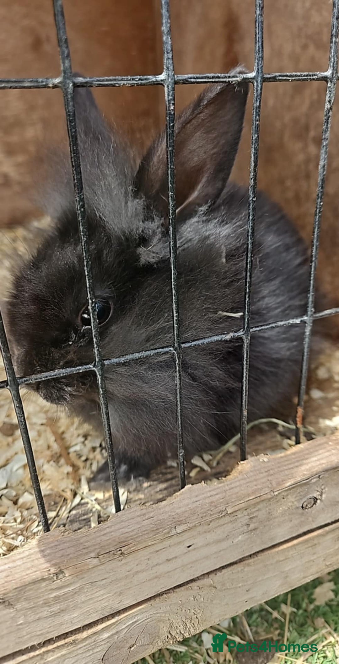 Lionhead rabbits for sale: Lion heads in Wigan - Image 25
