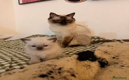 Ragdoll cats for sale: Beautiful Dolls  - Advert 9