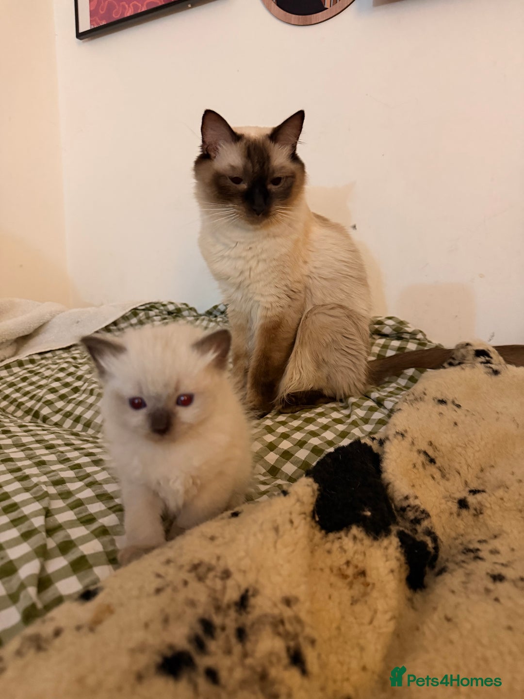 Ragdoll cats for sale: Beautiful Dolls  - Advert 9