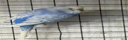 Budgerigars birds for sale: Male Blue and White Opaline Spangle Budgie - Advert 2
