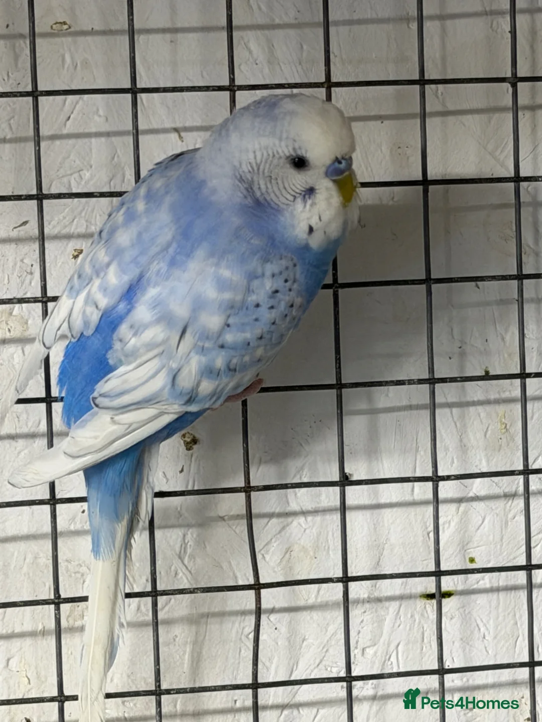 Budgerigars birds for sale: Male Blue and White Opaline Spangle Budgie - Advert 2