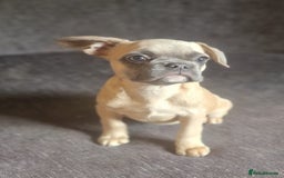 French Bulldog dogs for sale: 3 French bulldog females - Image 11