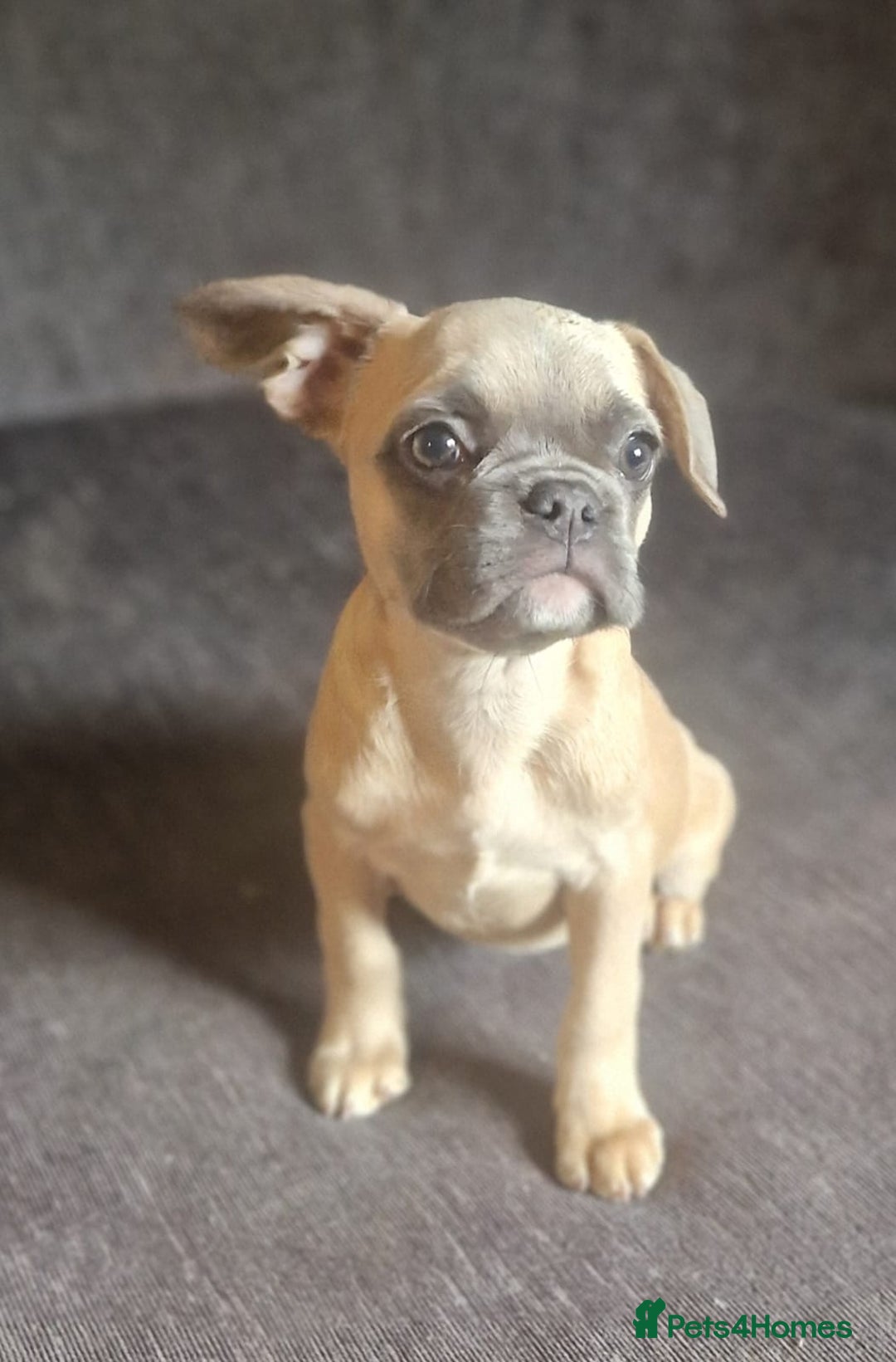 French Bulldog dogs for sale: 3 French bulldog females - Image 11
