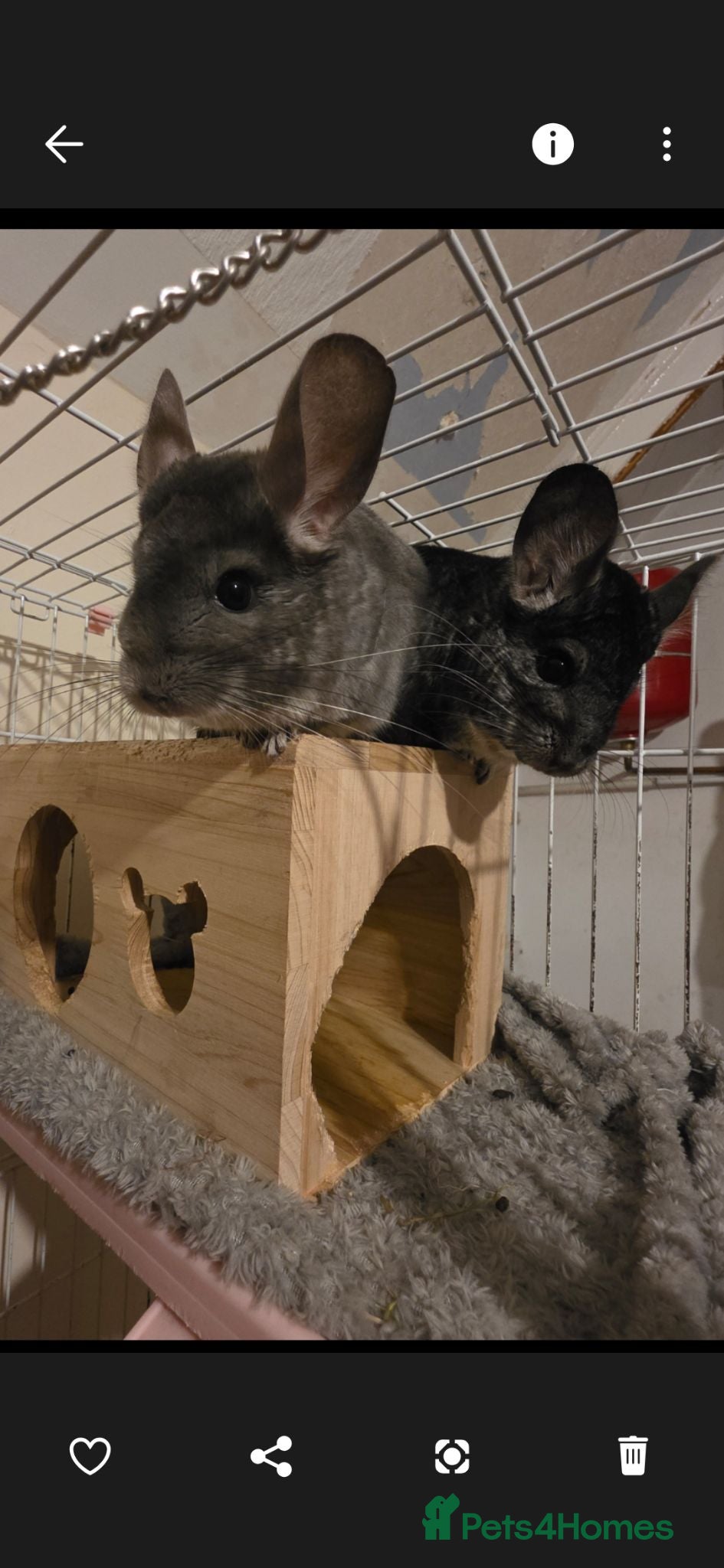 Chinchilla rodents Free chinchillas  - Advert 1
