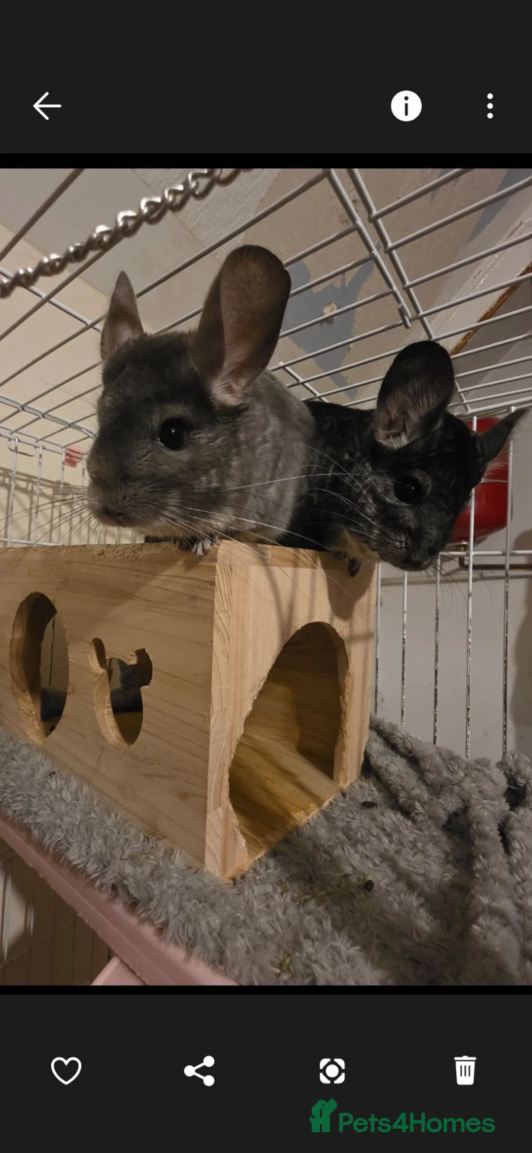 Chinchilla rodents for sale: Free chinchillas  - Advert 1