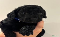Cockapoo dogs for sale: Beautiful fluffy black cockapoos in Burgess Hill - Image 16