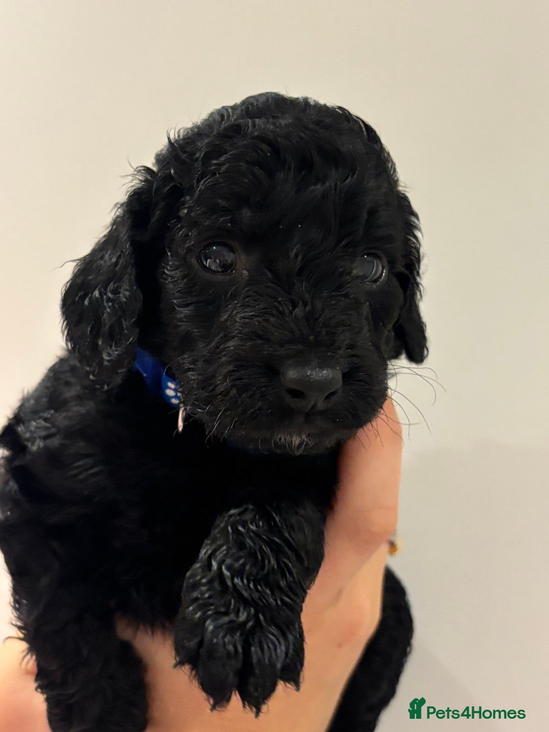 Cockapoo dogs for sale: Beautiful fluffy black cockapoos in Burgess Hill - Image 16