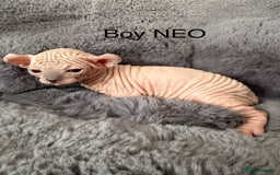 Sphynx cats for sale: 🔥Sphynx and Elf kittens🔥 - Image 12