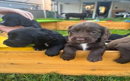 Cocker Spaniel dogs for stud: Working Cocker Spaniel FOR STUD ONLY - Image 6