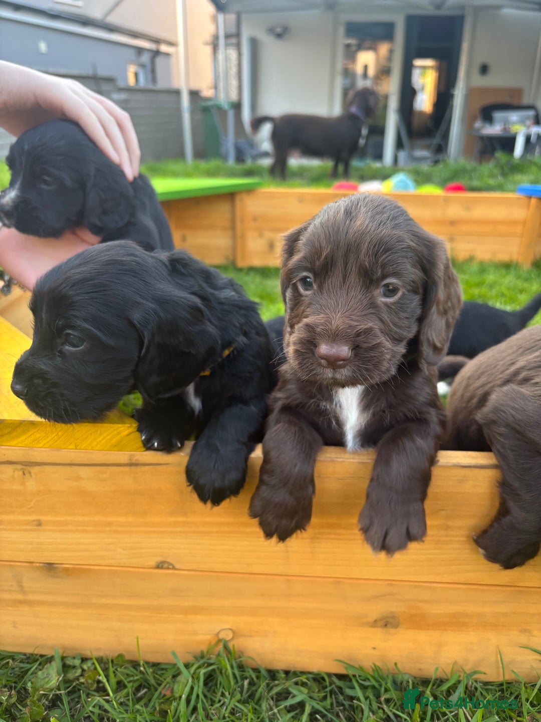 Cocker Spaniel dogs for stud: Working Cocker Spaniel FOR STUD ONLY - Image 6