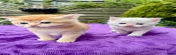 British Shorthair cats for sale: Golden, Golden Colourpoint & Silver Tipped - Advert 10