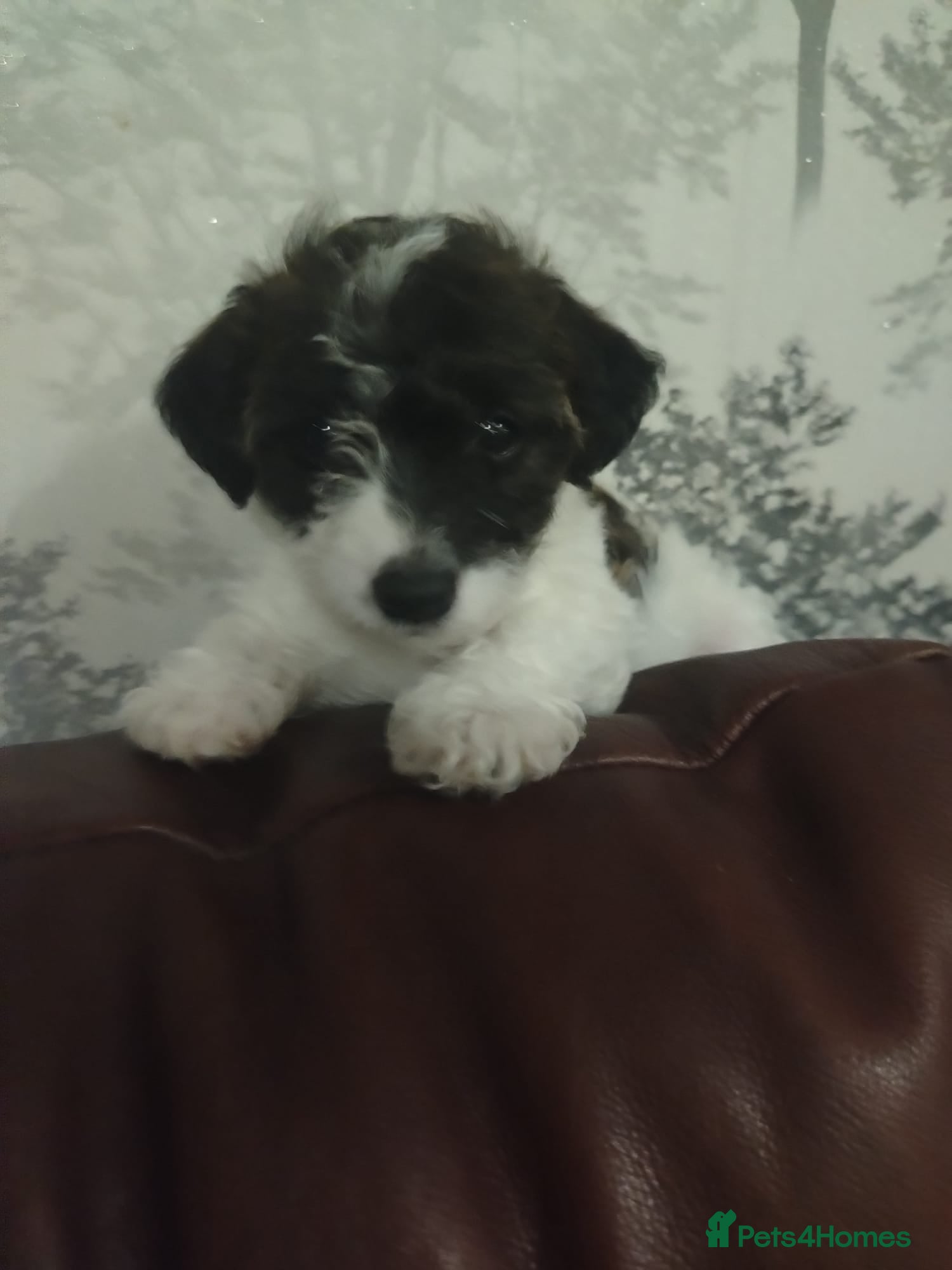Mixed Breed dogs Beautiful Jackapoo puppies - Advert 1