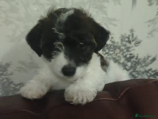 Mixed Breed dogs Beautiful Jackapoo puppies - Advert 8