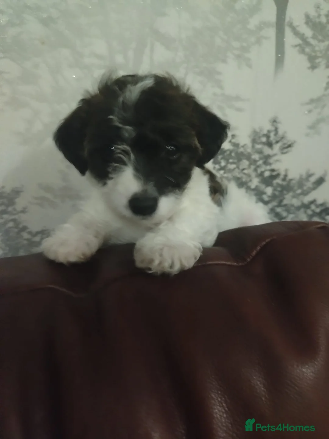 Mixed Breed dogs for sale: Beautiful Jackapoo puppies - Advert 1