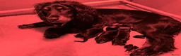 Cocker Spaniel dogs for sale: A beautiful litter of health tested, KC Reg cocker in Barnstaple - Advert 7